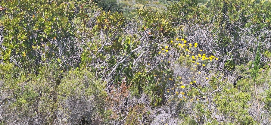 0 Bedroom Property for Sale in Stilbaai Oos Western Cape